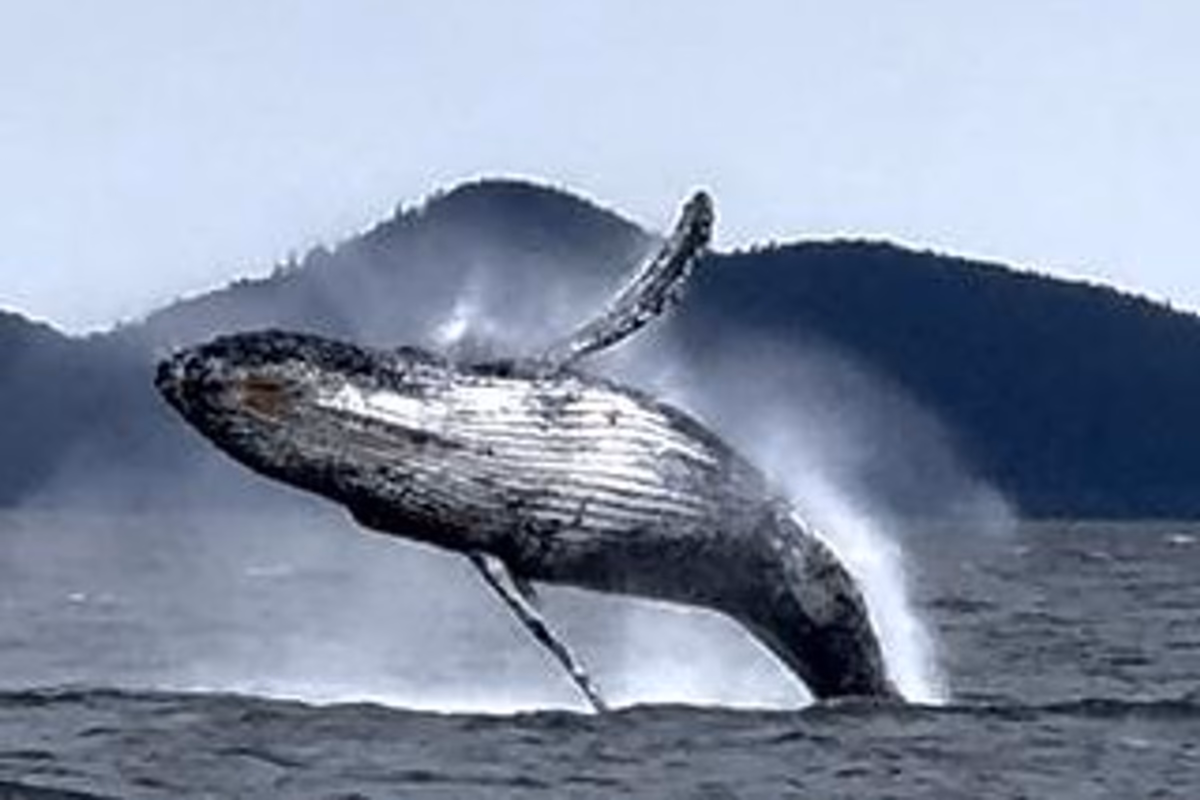 Juneau — Whale Watching