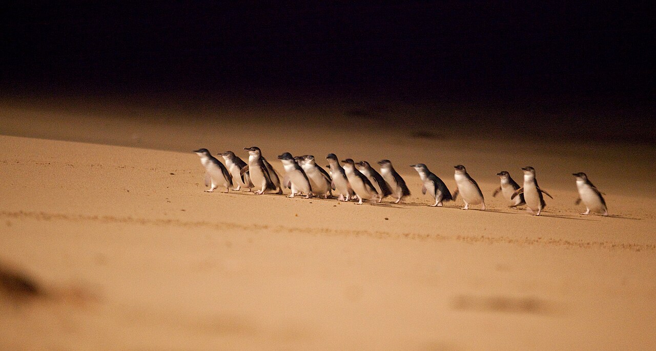 Phillip Island Penguin Parade