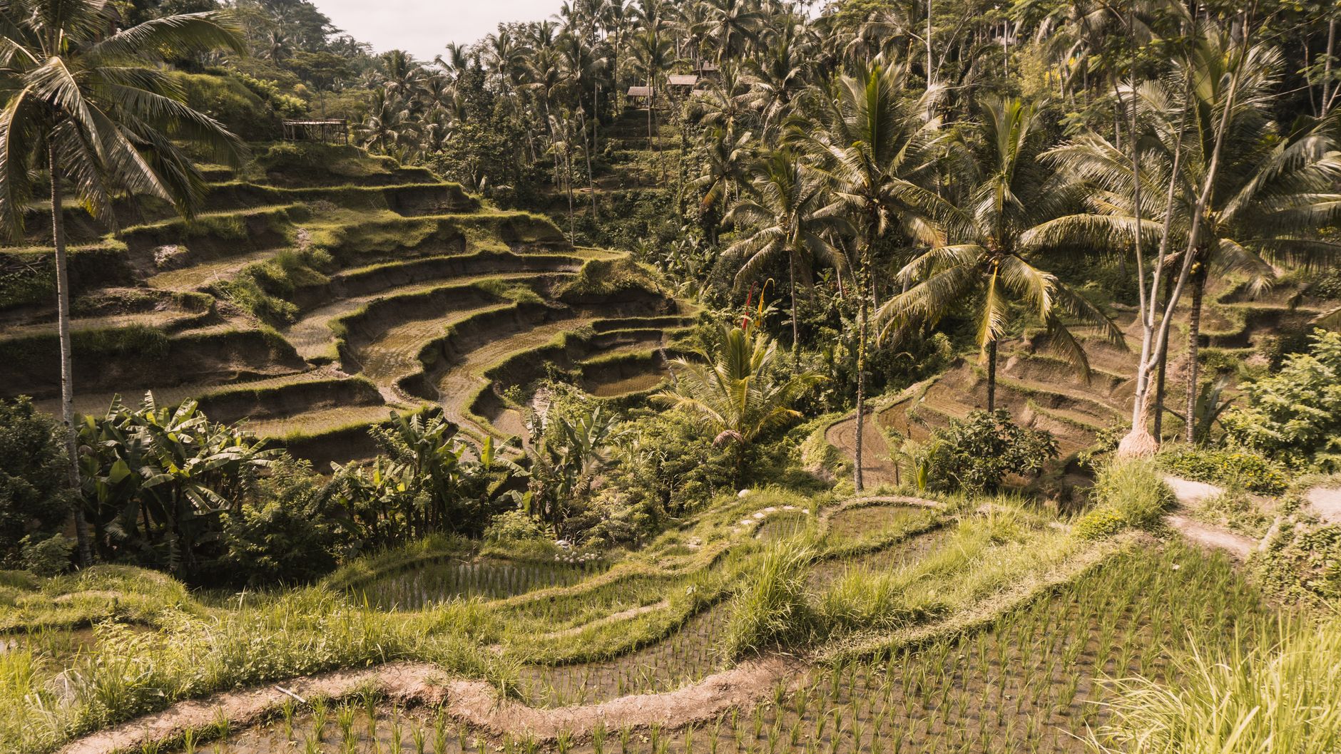 Tegalalang Rice Terraces