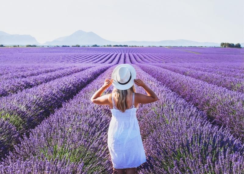 Provence Lavender Fields