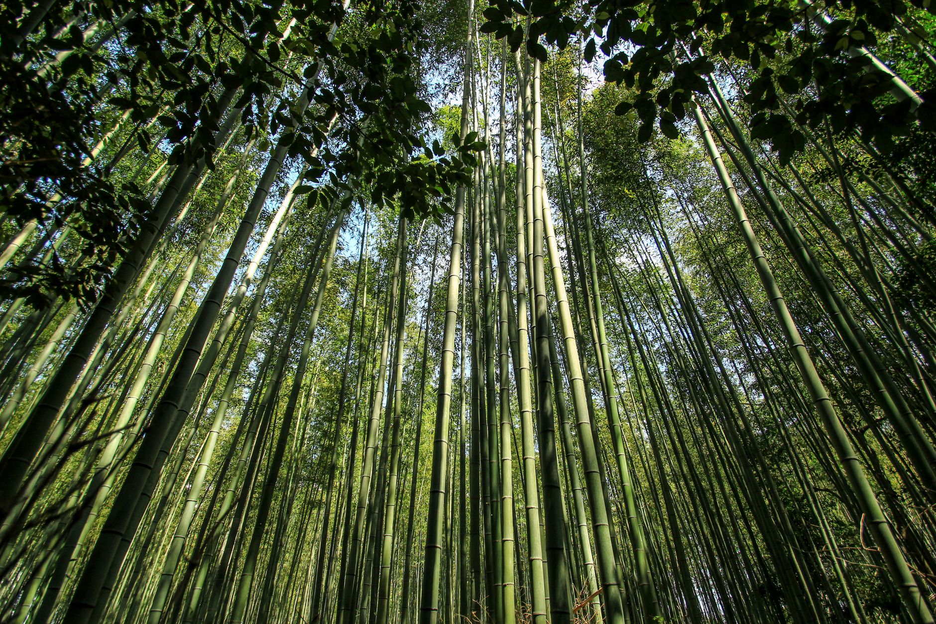 Arashiyama Bamboo Forest, Kyoto