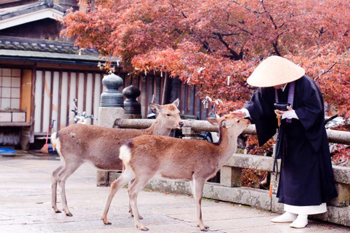 Nara Deer Park