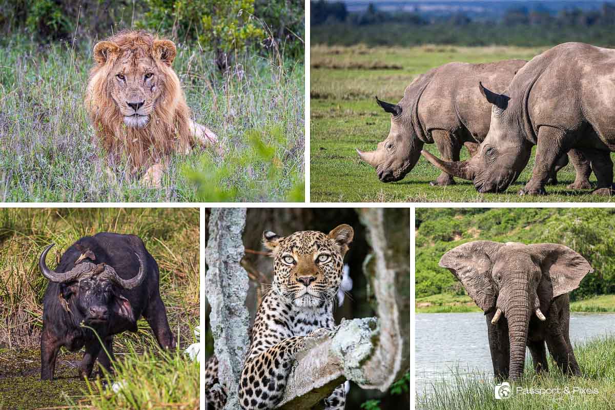 The Big Five Animals