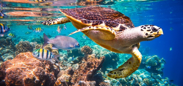 Free Snorkeling on the House Reef