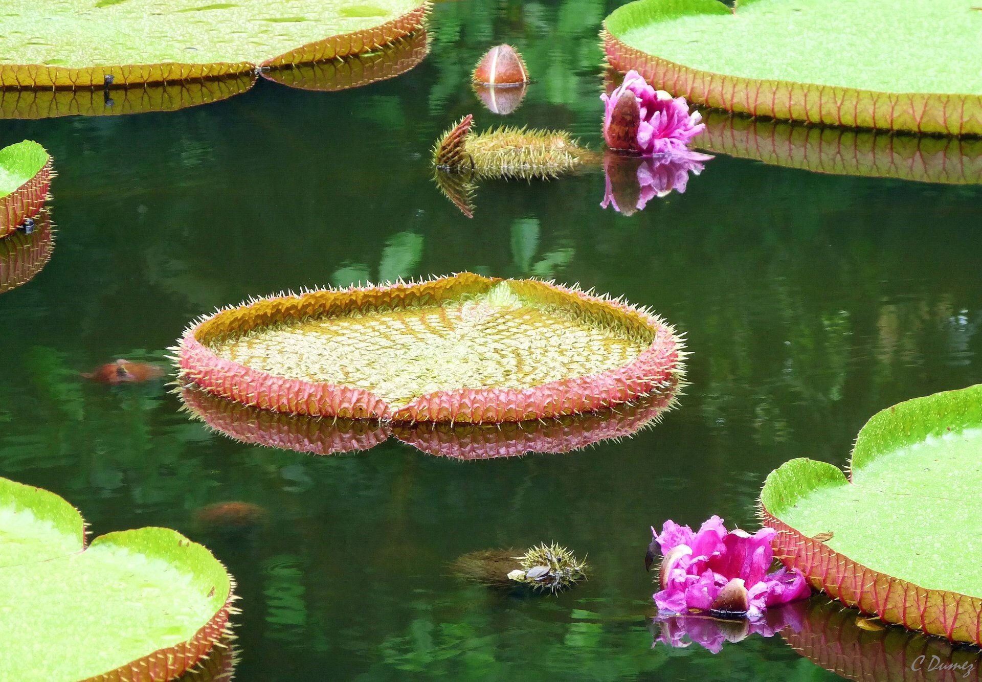 Pamplemousses Botanical Garden