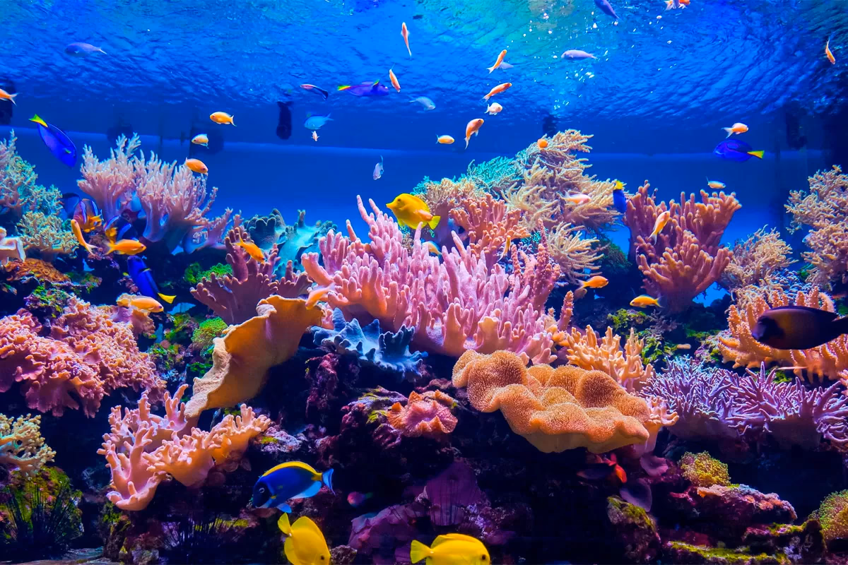 Cozumel Island Coral Reefs