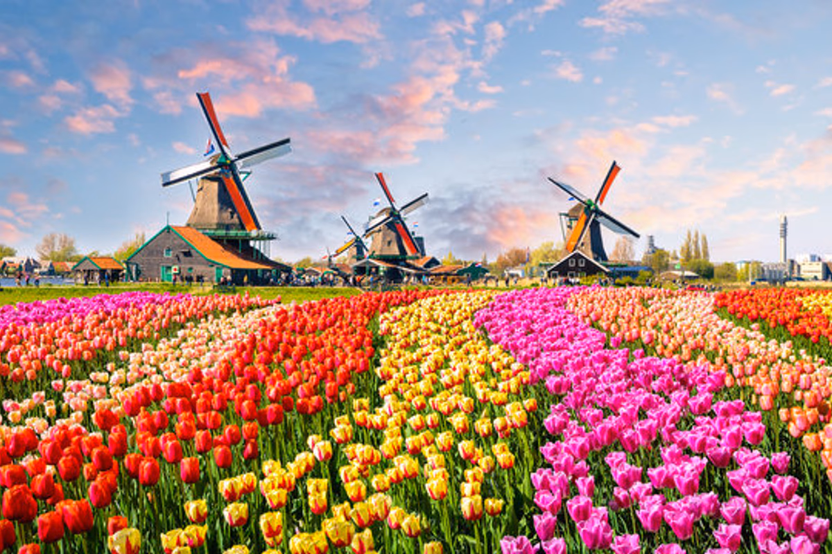 Keukenhof Tulip Gardens