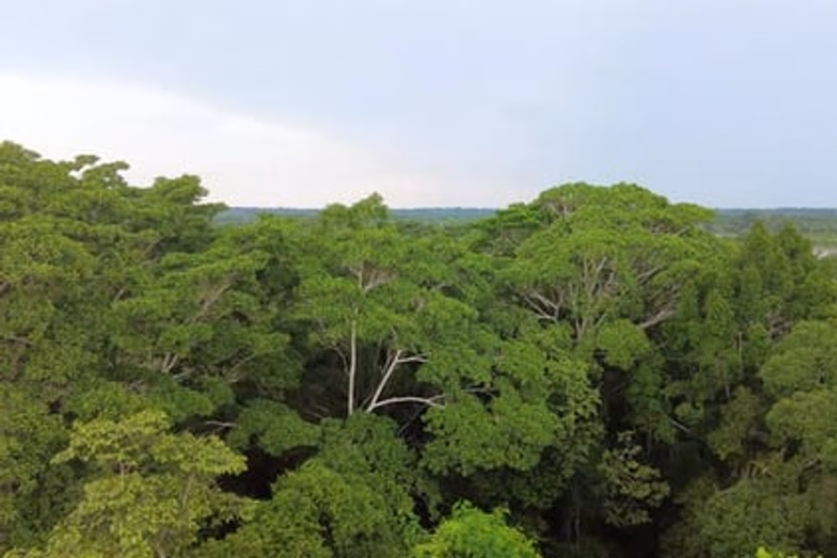 Amazon at Tambopata