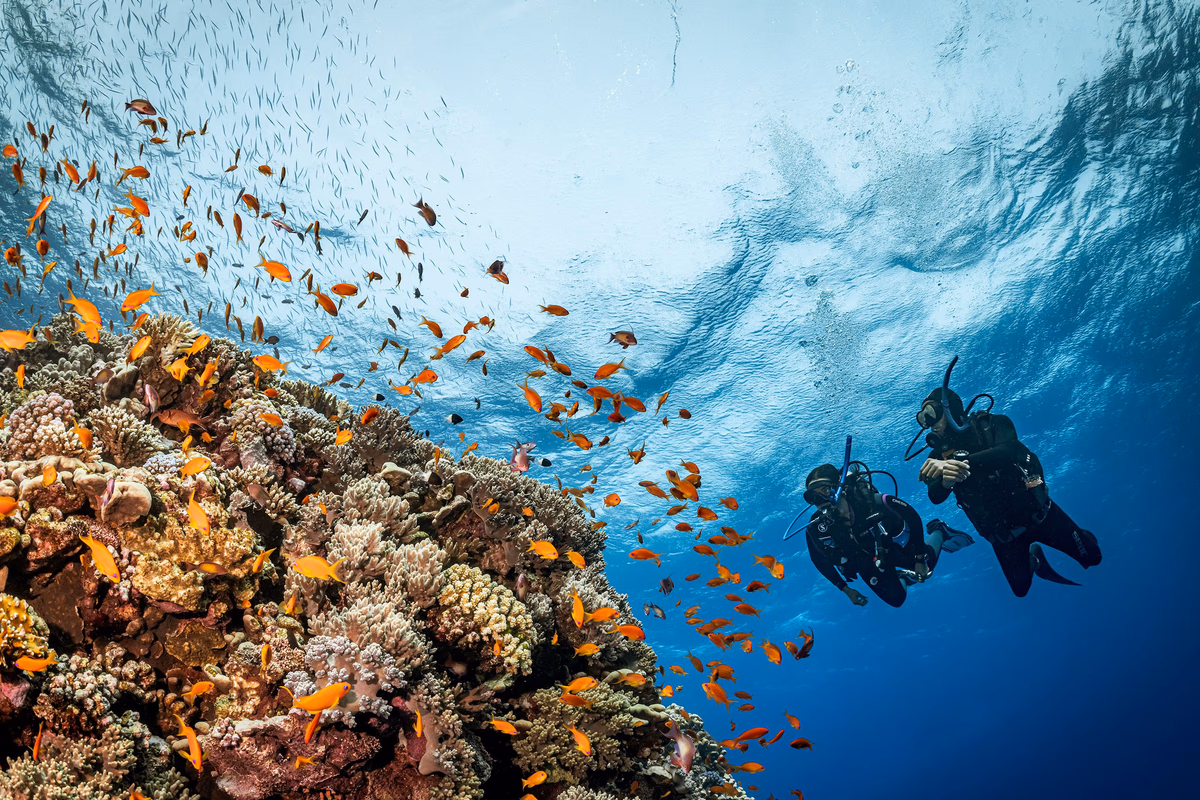 Red Sea Diving