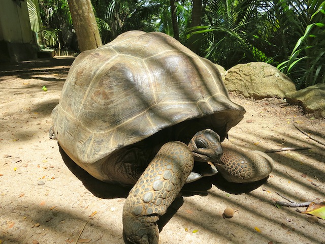 Moyenne Island Giant Tortoises