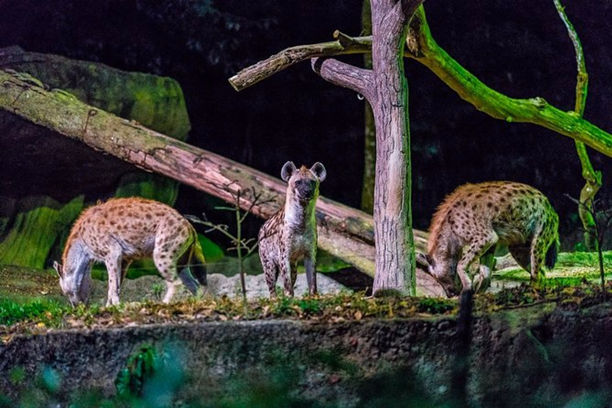 Singapore Night Safari