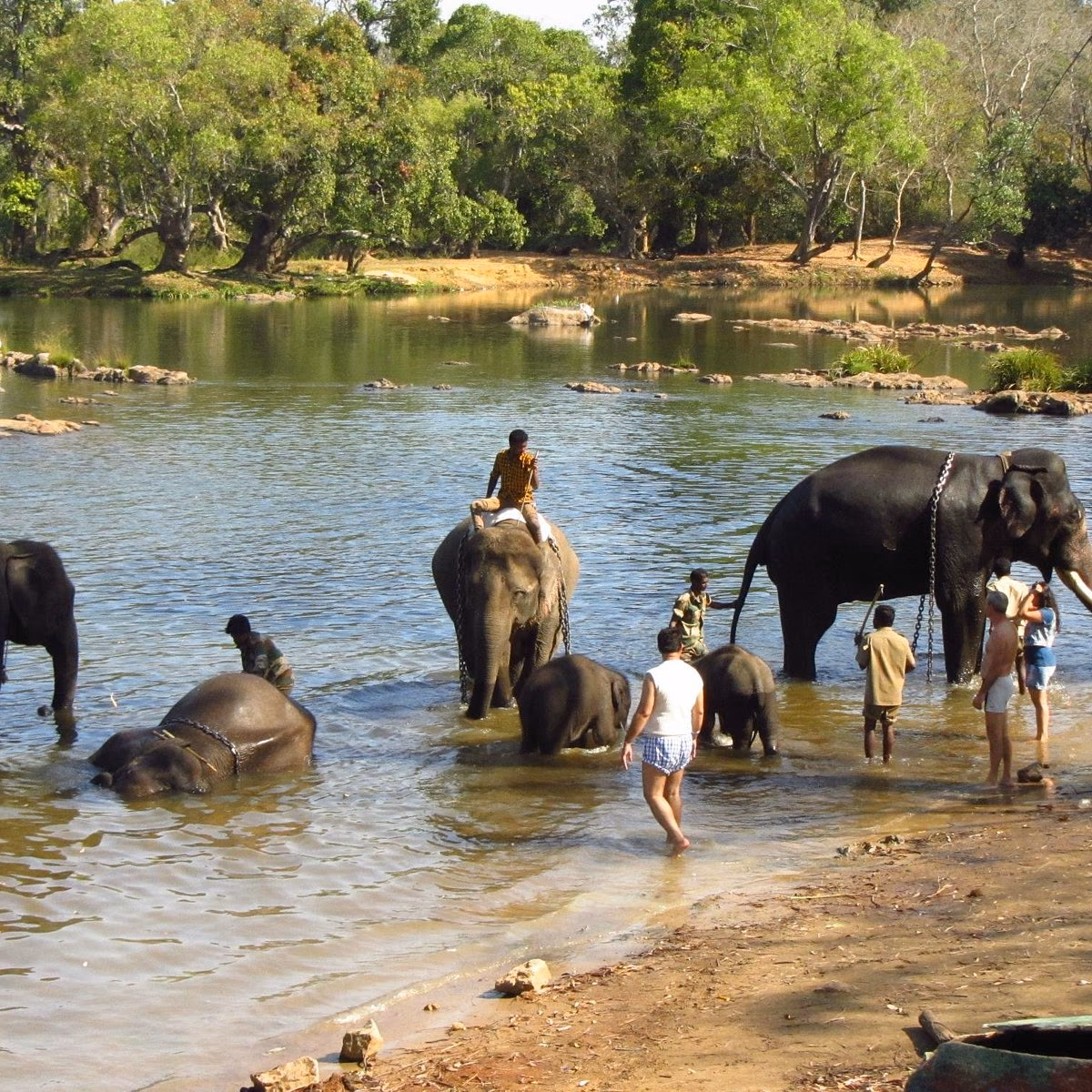 Dubare Elephant Camp