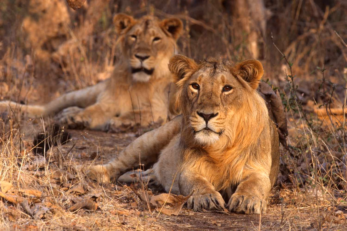Gir Lion Safari