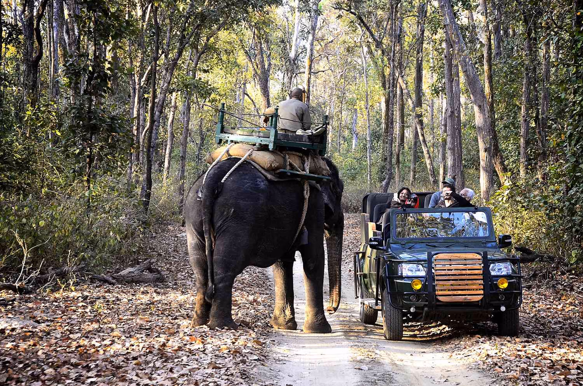 Jeep Forest Safari