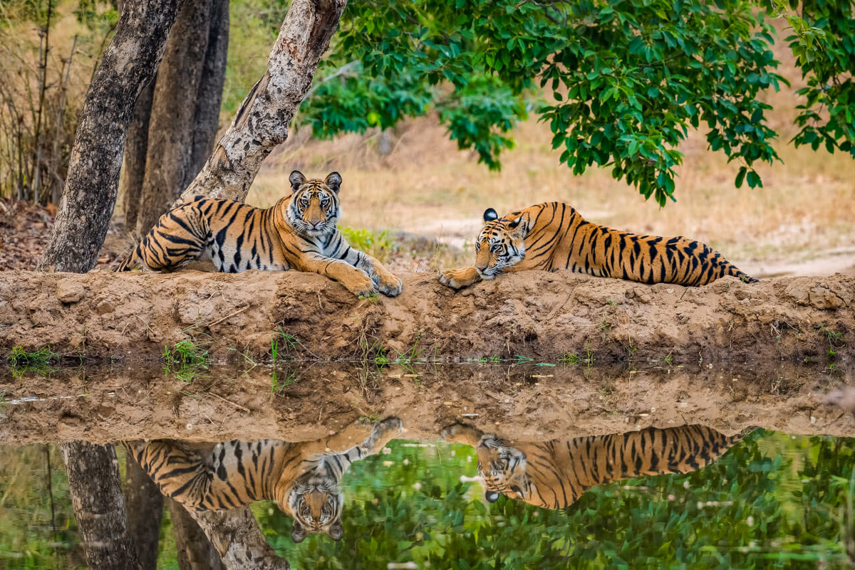 Kanha Meadows