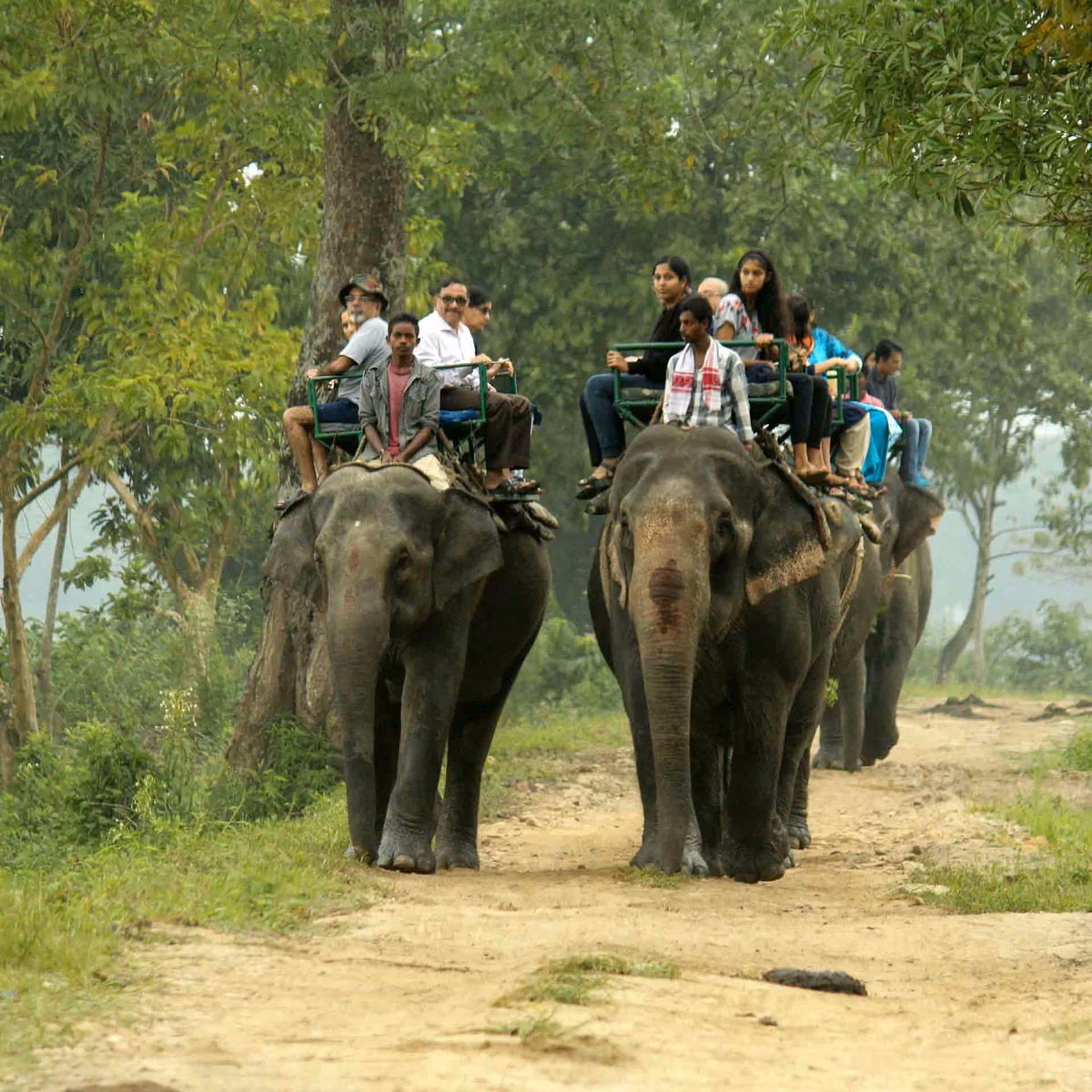 Elephant Safari