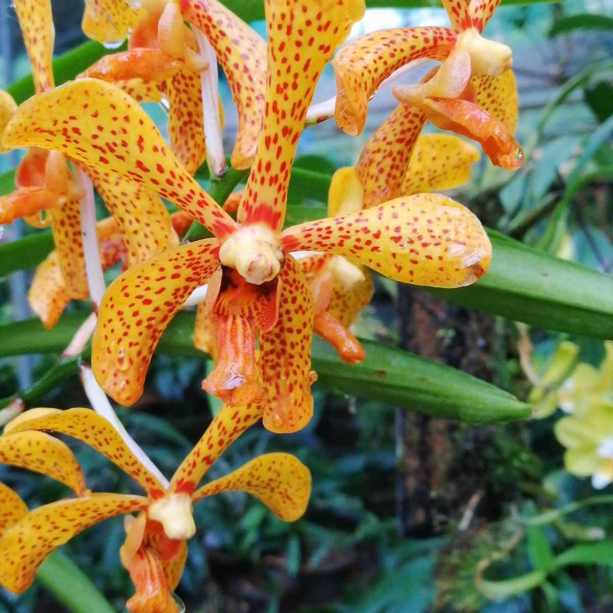 Orchid Park