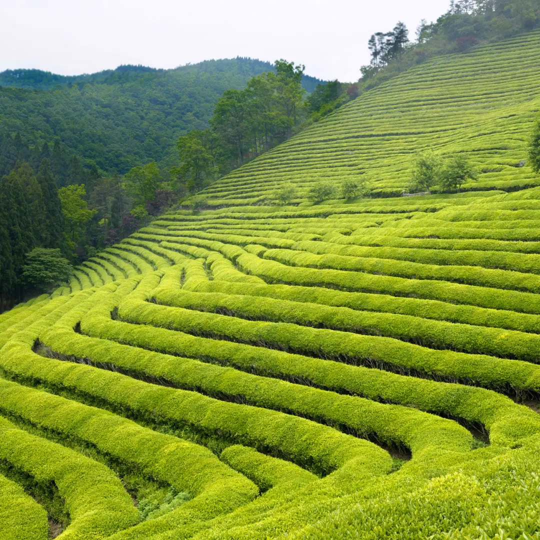 Tea Estate Tour