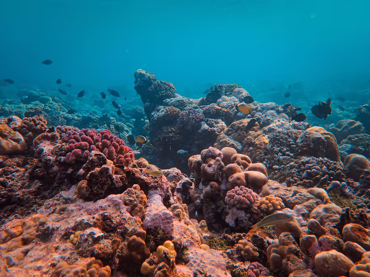 Snorkelling & Coral Reef