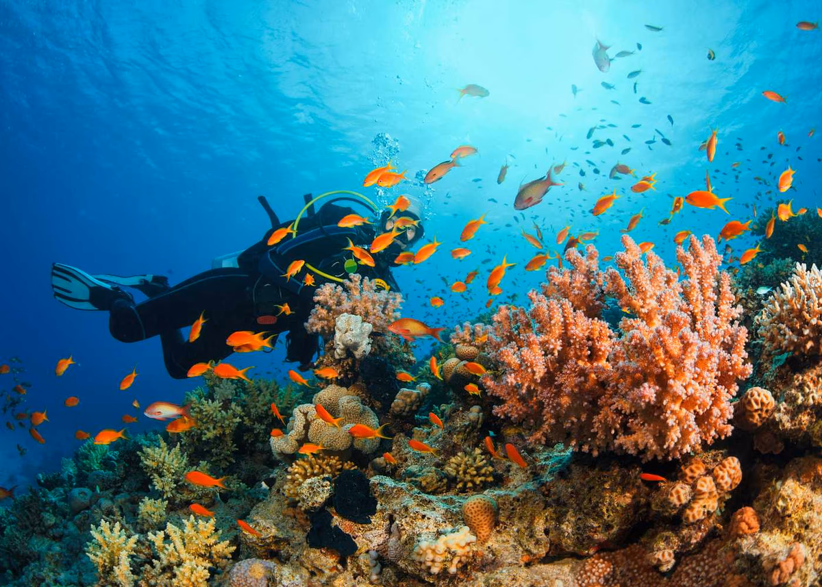 Scuba Diving & Water Sports