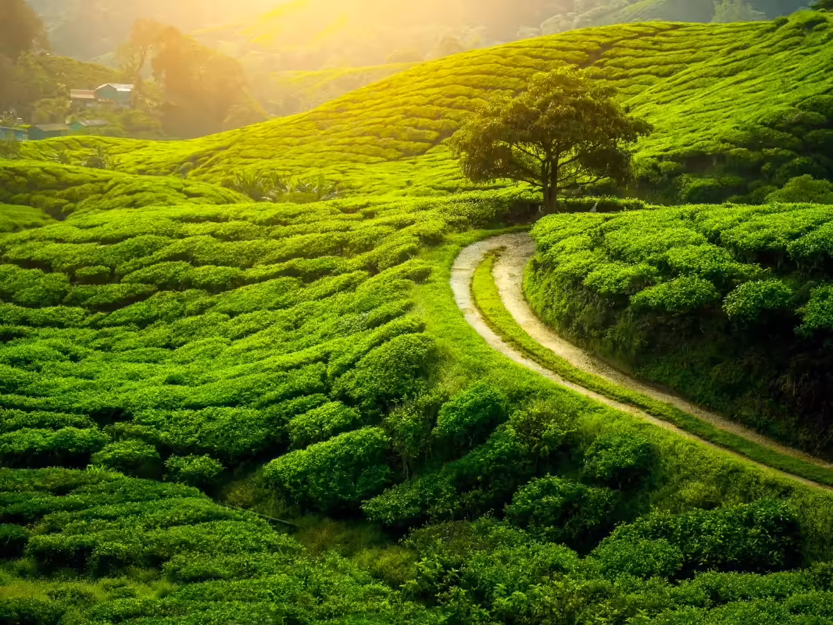 Darjeeling Sightseeing